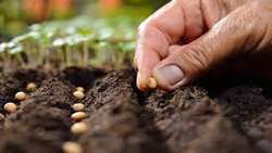 Introducing the Seed Certification System of Iranian Native and Local Cultivars to the World