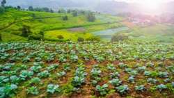 Development of 60,000 hectares of gardens on sloping lands by the end of the 12th government
