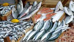 Minister of Agriculture-Jihad announced that there was 40-fold growth in Iran’s fishery products after the revolution