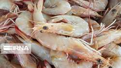 Iran eyes pilot intensive shrimp farming in Chabahar