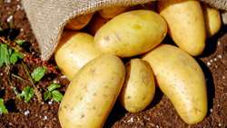 Production of 5.5 million tons of potatoes in the country / 83% growth of potato exports to target markets