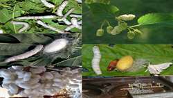 Iran plants over 2m mulberry cuttings to increase raw silk cocoon output