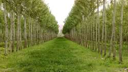 Timber Farming is a Strategy in Developing Provincial Economy