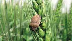 Preparation of forecasting model based on temperature for the management of wheat Sunn pest in line with the development of caring network programs