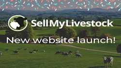 Marketplace website in the sale of livestock products