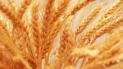 Self-sufficiency in wheat production in the country