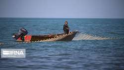 Fishing 11,000 tons of bony fish in the Caspian Sea