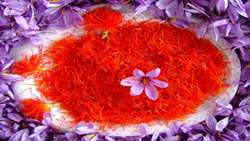 Production of 90% of World Saffron in Iran