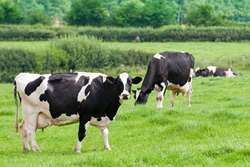 Iranian livestock industry emerges as second-largest economic sector after oil
