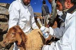 Ninety-five percent of Iran required livestock vaccines produced domestically, official says