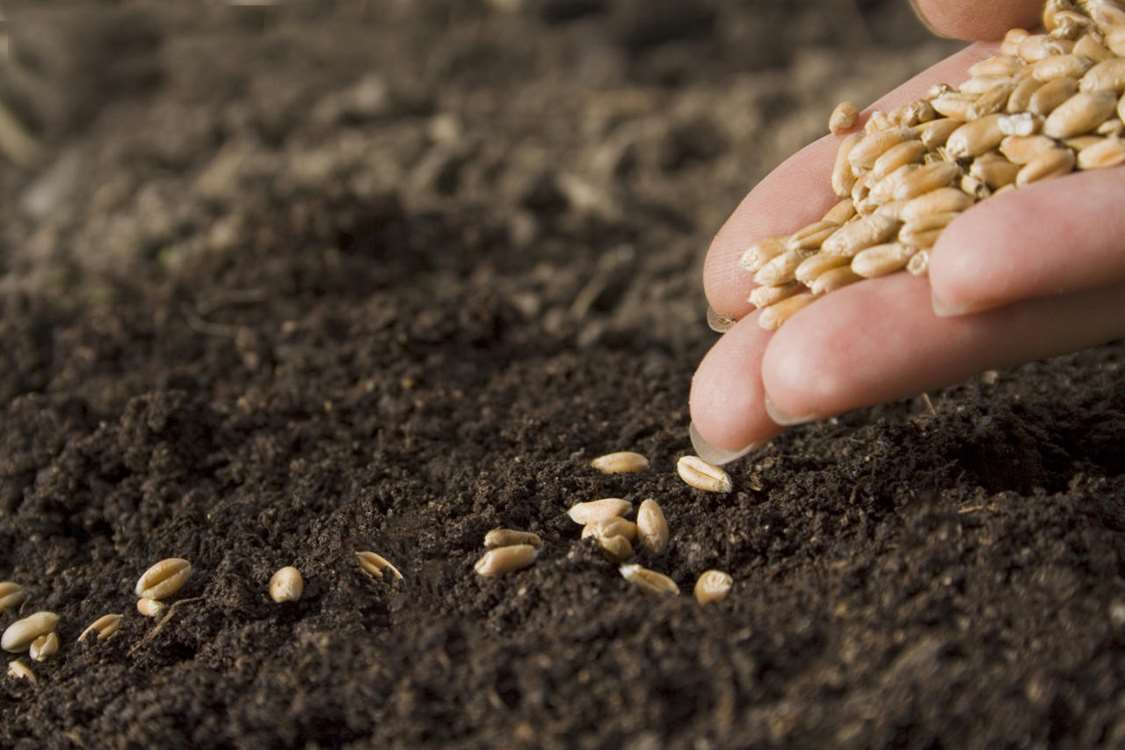 planting-seeds-bg 