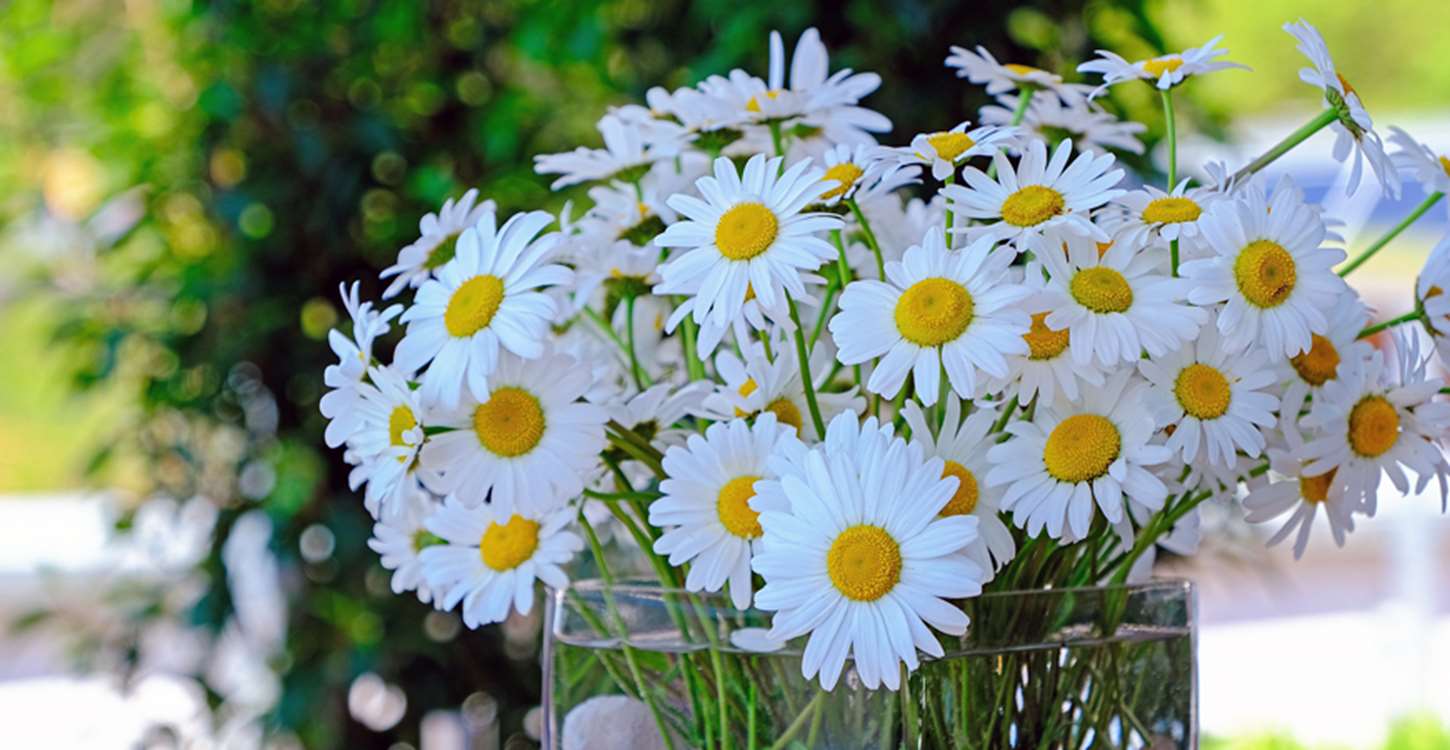 daisies-opt 