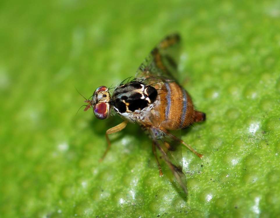 Fly_October_2008-4 