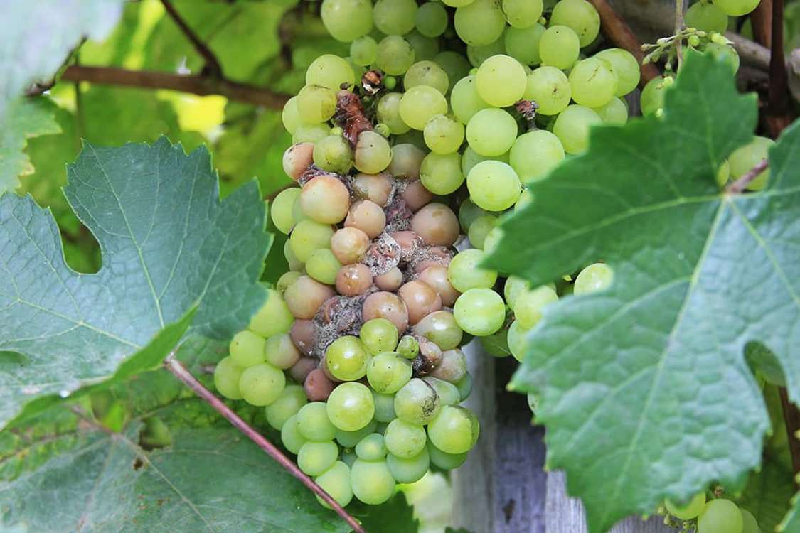 grape-pest-and-diseases 