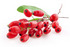  Barberry