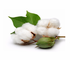 Cotton