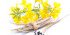 Rapeseed (Brassica napus)