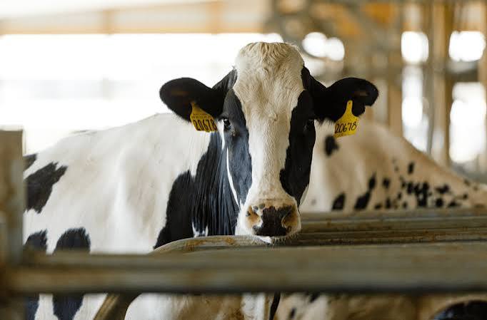 Iran Holstein Festival highlights livestock production, export growth