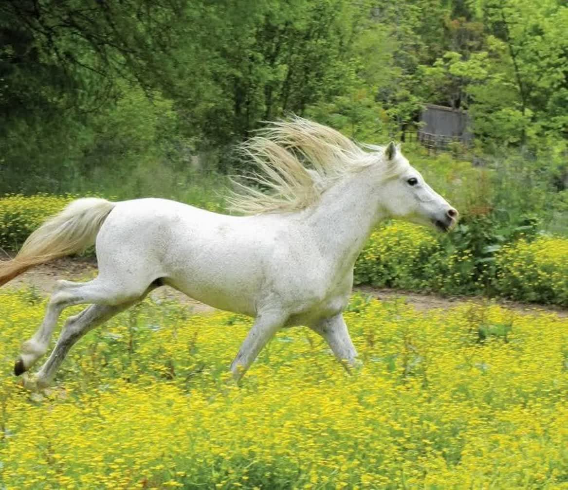 21st national Caspian horse beauty festival set for Bandar Anzali