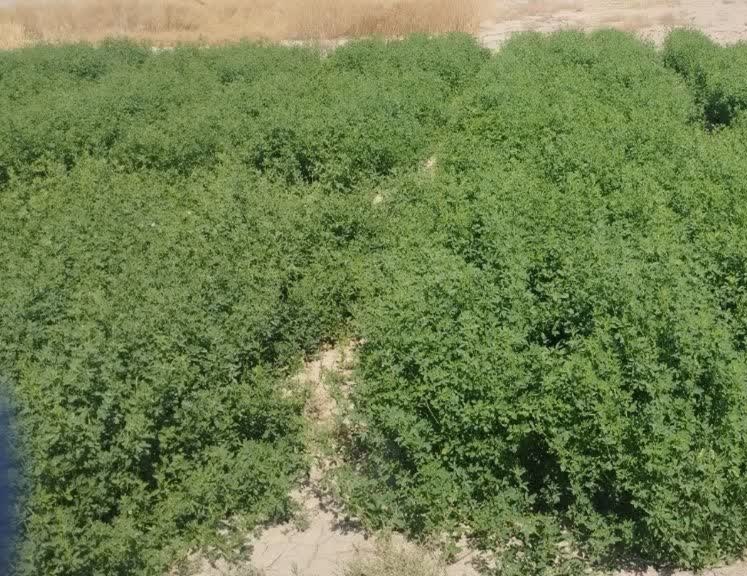 Iranian scientists breed salt-tolerant alfalfa in decade-long food security drive 