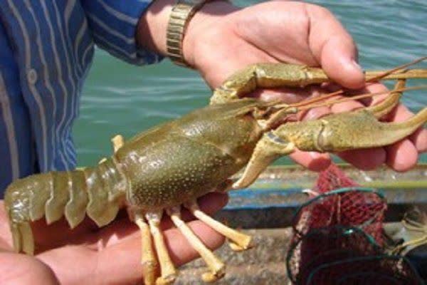 Iran resumes crayfish harvesting at Aras dam after eight-year ban