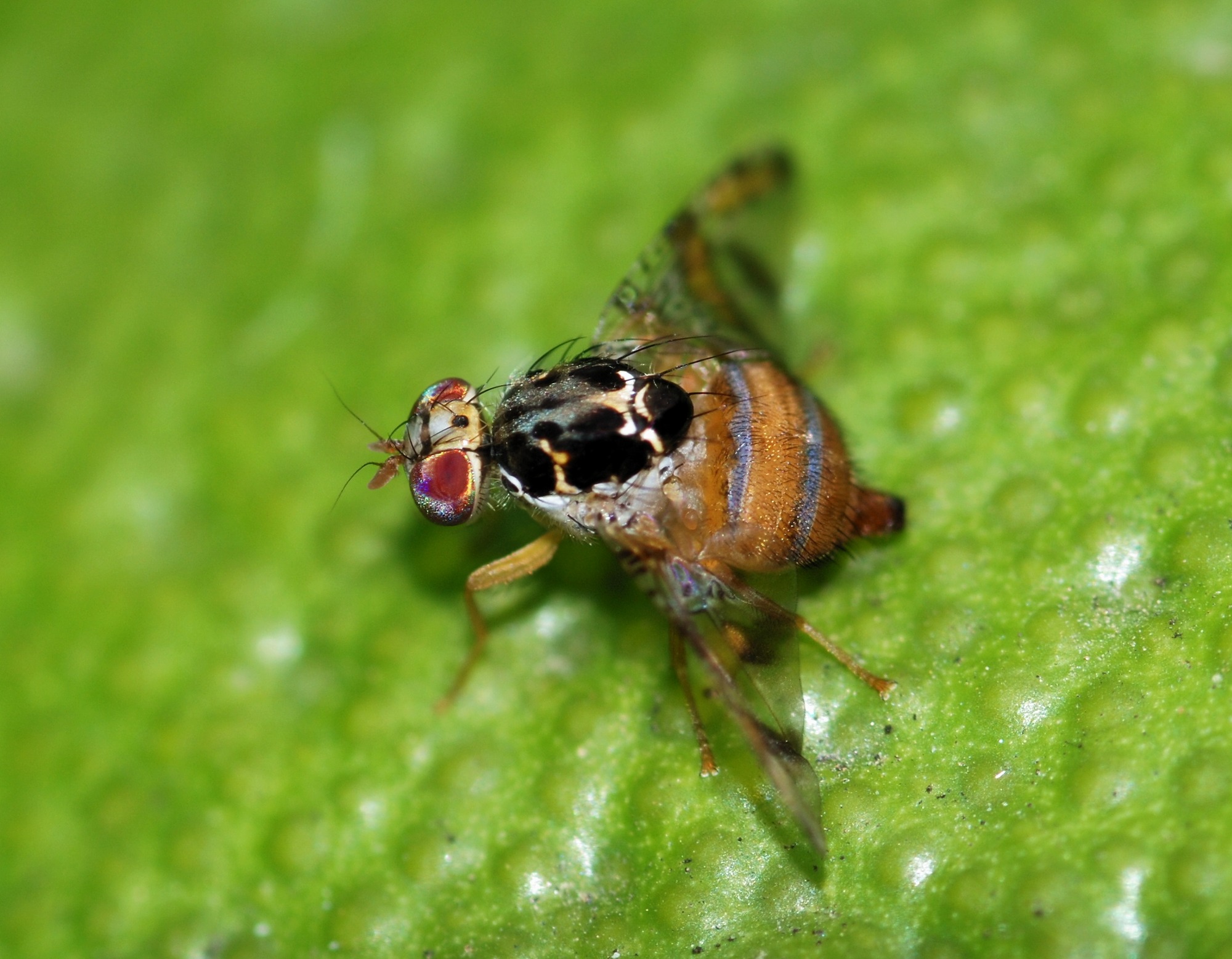 Iran develops bio-based solution to combat Mediterranean fruit fly