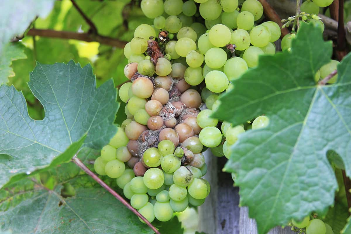 Iran pioneers non-chemical tech to control grape pest