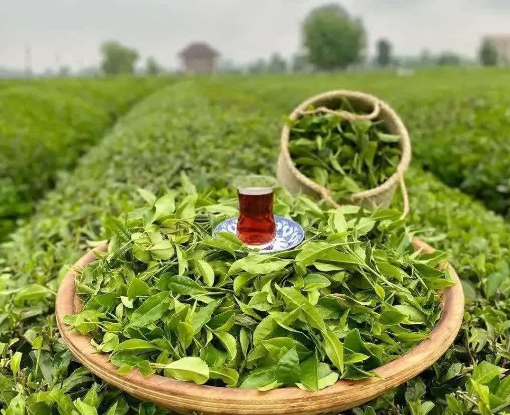 Exports of Iranian tea exports on rise: Official 