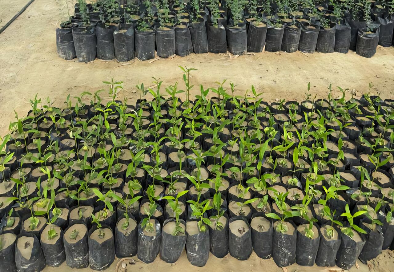 Qeshm mobilizes local communities to expand native tree planting