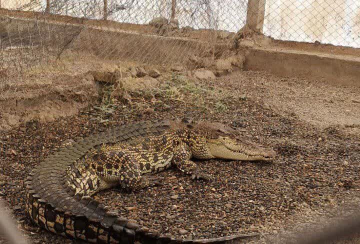 Iran’s only crocodile farm eyes tourism expansion, live exports