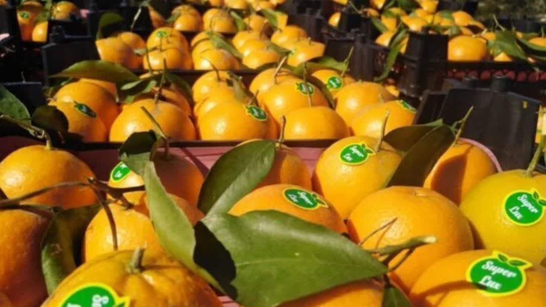 Iran’s Mazandaran boosts tangerine, kiwi exports