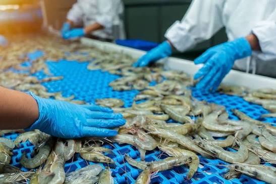Iran proposes 19 projects to boost seafood processing, cut waste