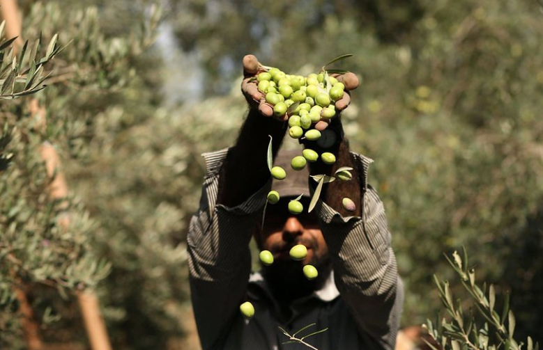 Iran’s Gilan province targets 25,000 tons of olive production 