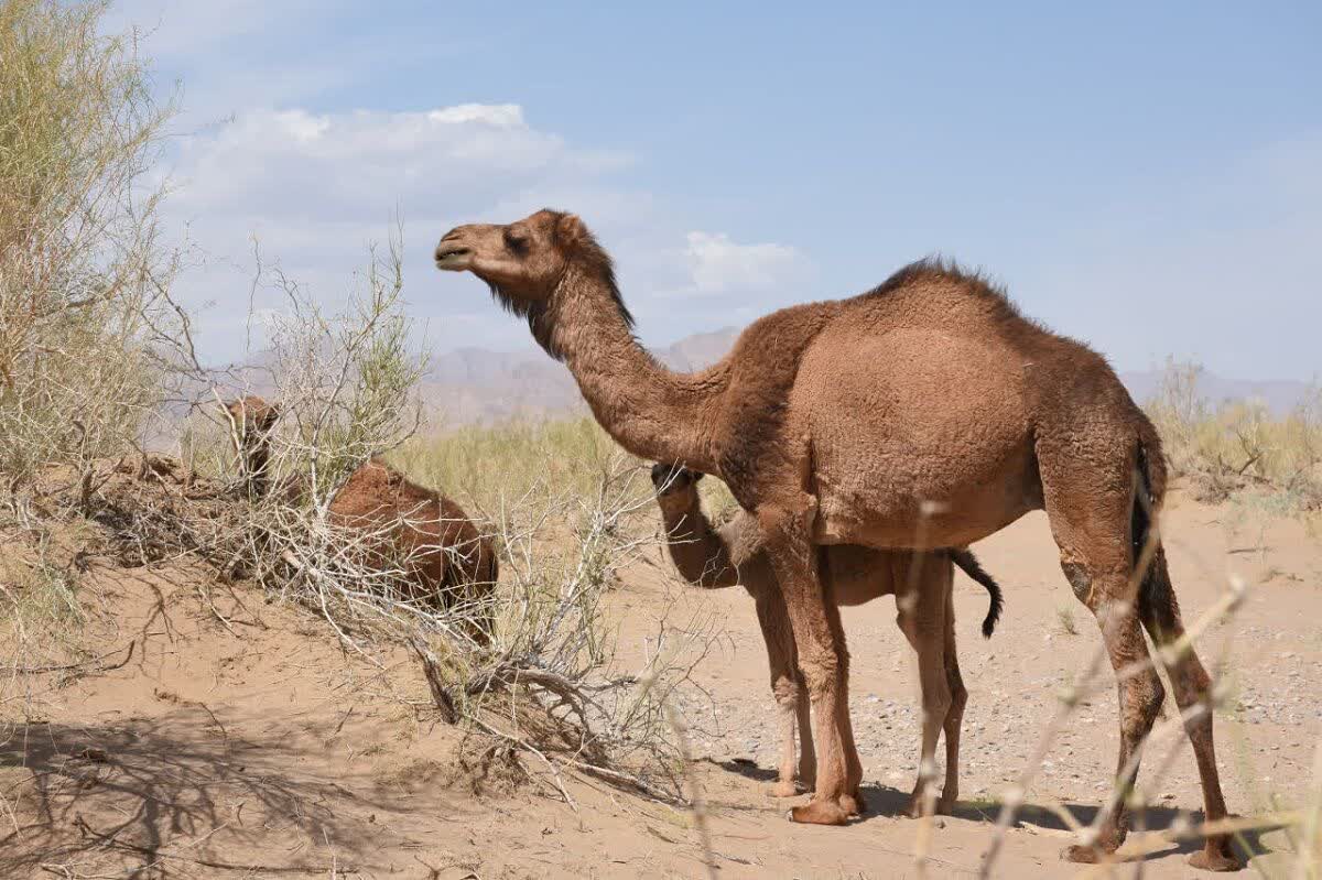 Iran seeks to turn camel farming into a major industry in southeast