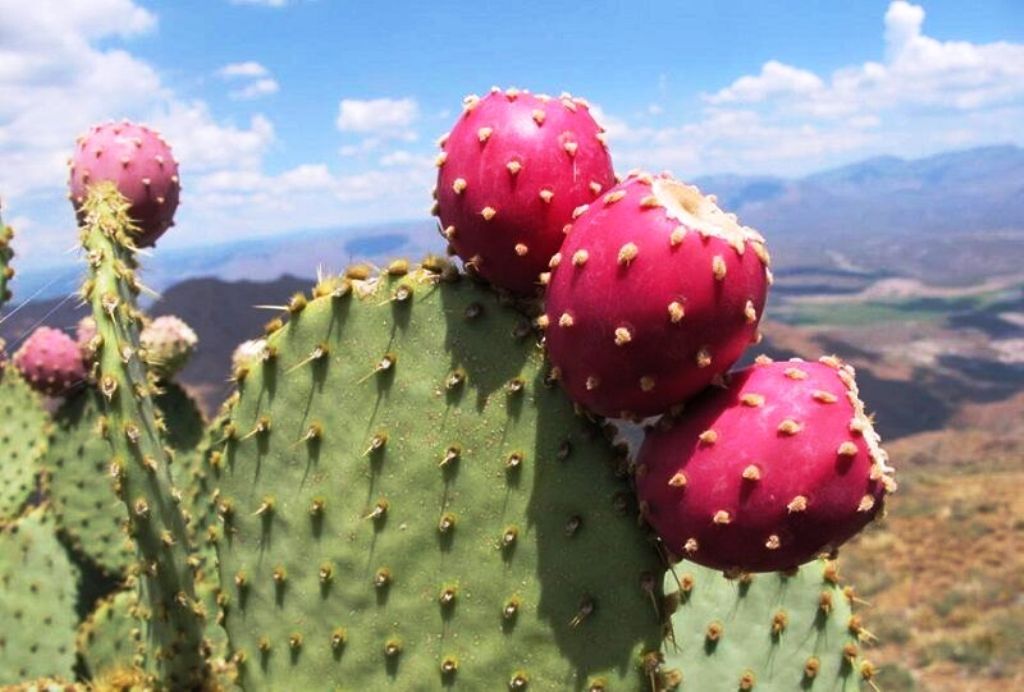 Drought-tolerant Opuntia Cactus gains ground in Iran’s Bushehr province
