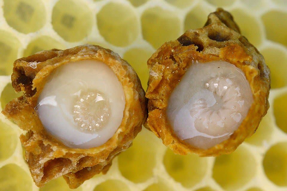 Iran moves to expand Royal Jelly production