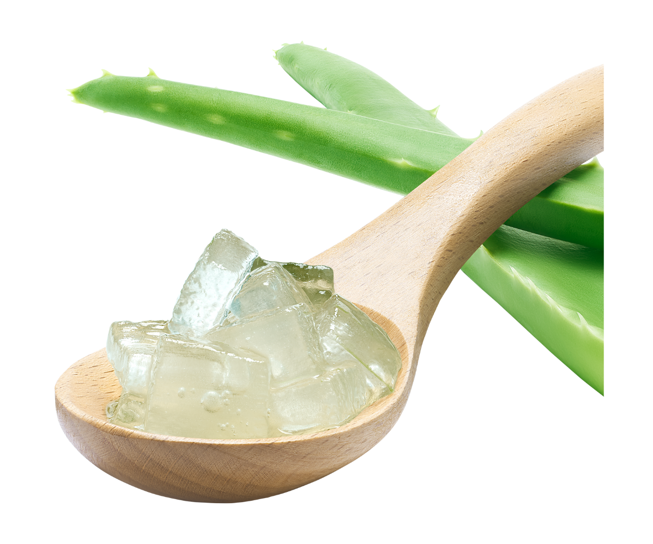 Iran launches Aloe Vera project to reclaim low-productivity farmland
