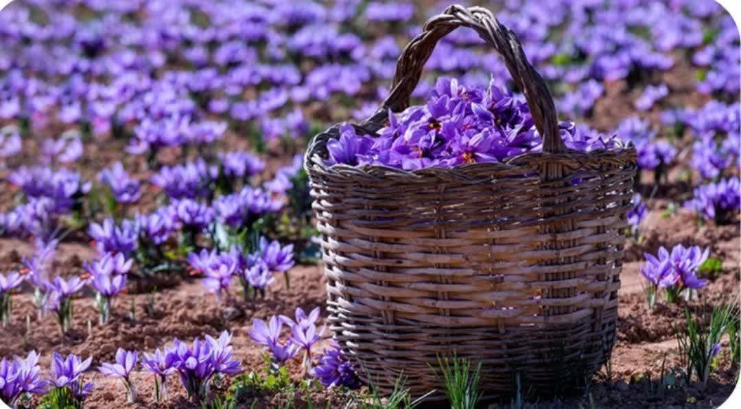 Iran develops system to trace saffron from farm to market