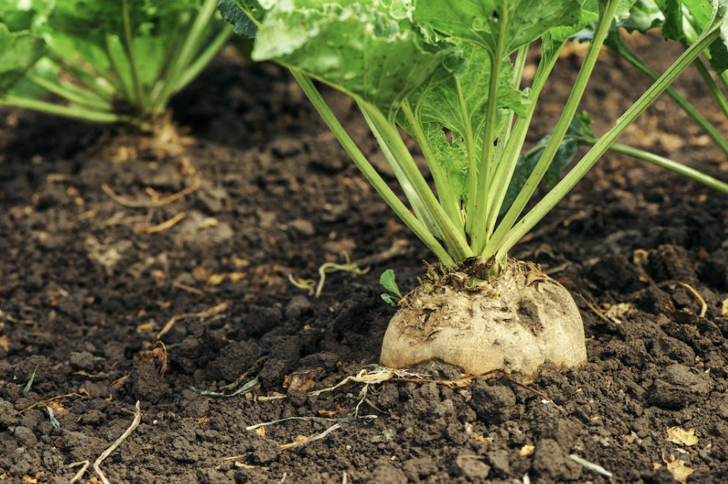 West Azarbaijan leads Iran in spring sugar beet production