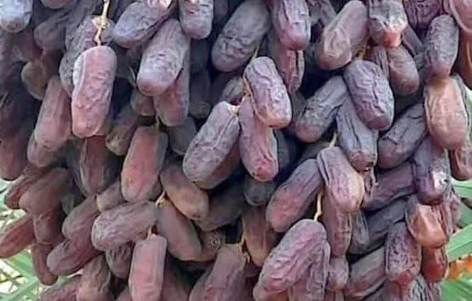 Fars begins date harvest, forecasts 450,000 tons of output