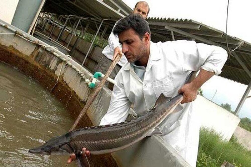 Sturgeon breeding revolution: Micro-caesarean techniques bring Beluga back to the Caspian