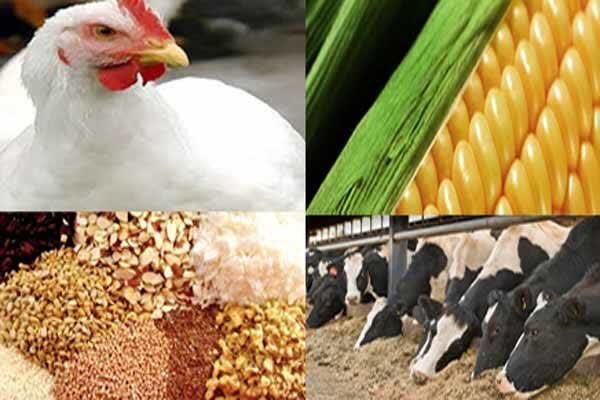 Markazi province livestock exports soar, official says