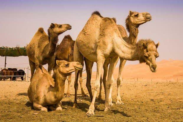Khorasan Razavi’s camel farming potential boosts sustainable food production
