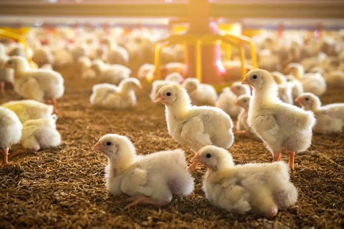 Iran plans 130 million chick placement as poultry exports expand to Iraq