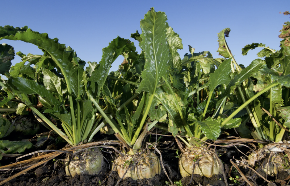 Golestan harnesses green water to produce up to 370,000 tons of sugar beet