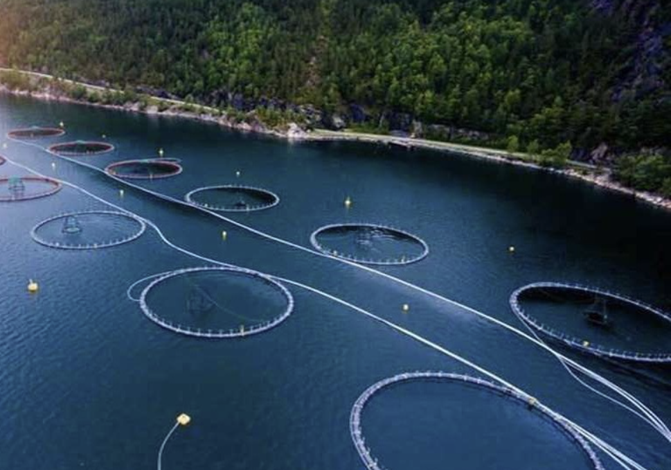 Mazandaran moves to expand cage fish farming via private sector participation