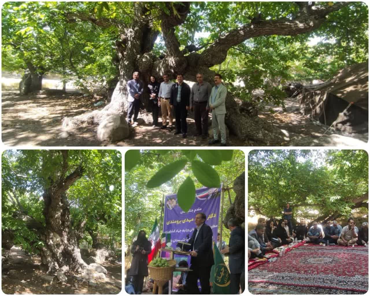 Kerman takes steps toward global recognition of 1,500-year-old walnut trees