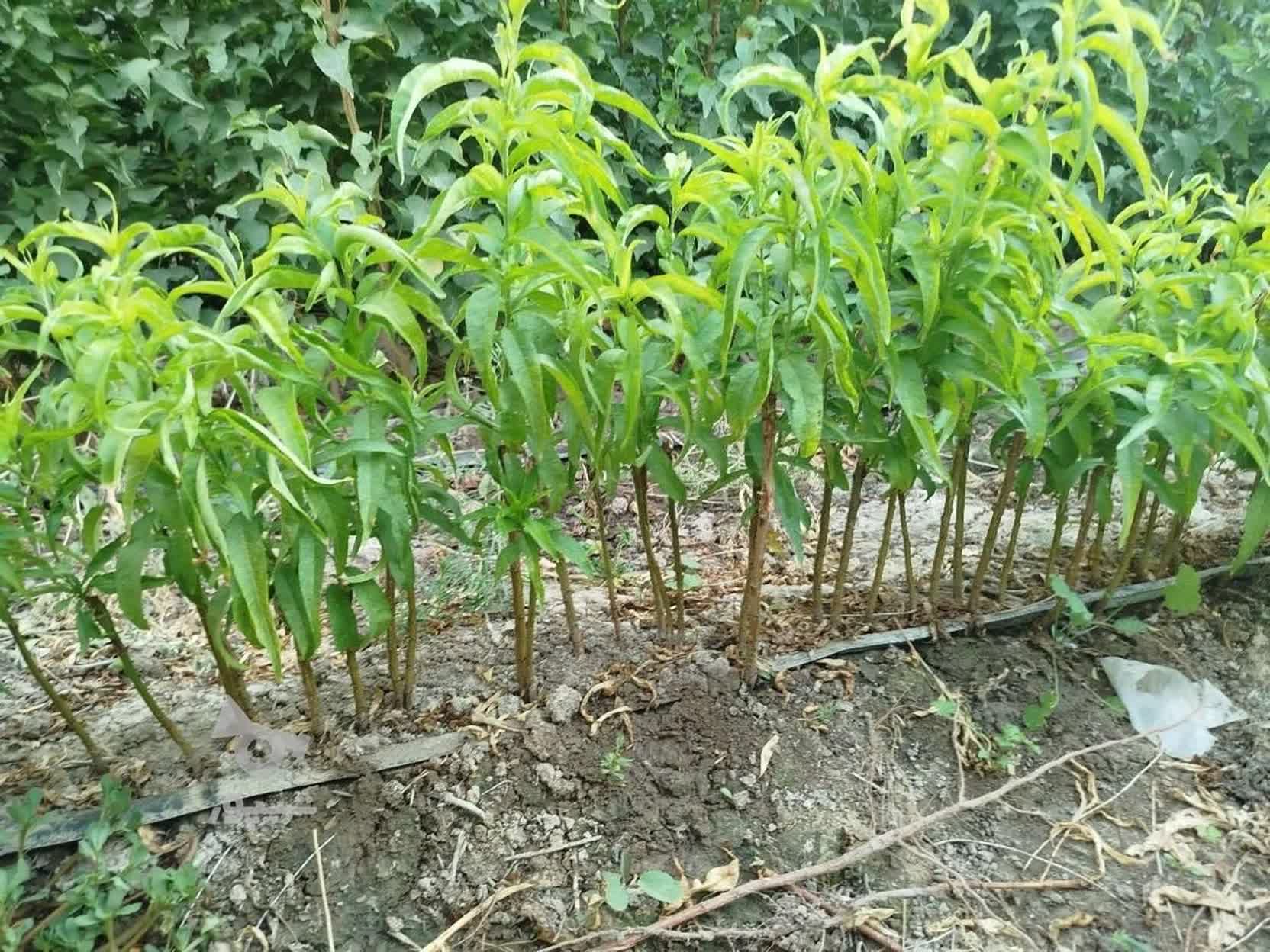 Certified saplings key to export-oriented agriculture in Iran