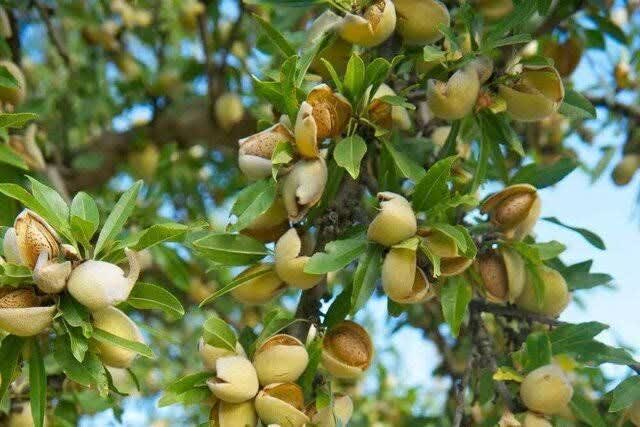 South Khorasan strengthens role as eastern Iran’s almond hub