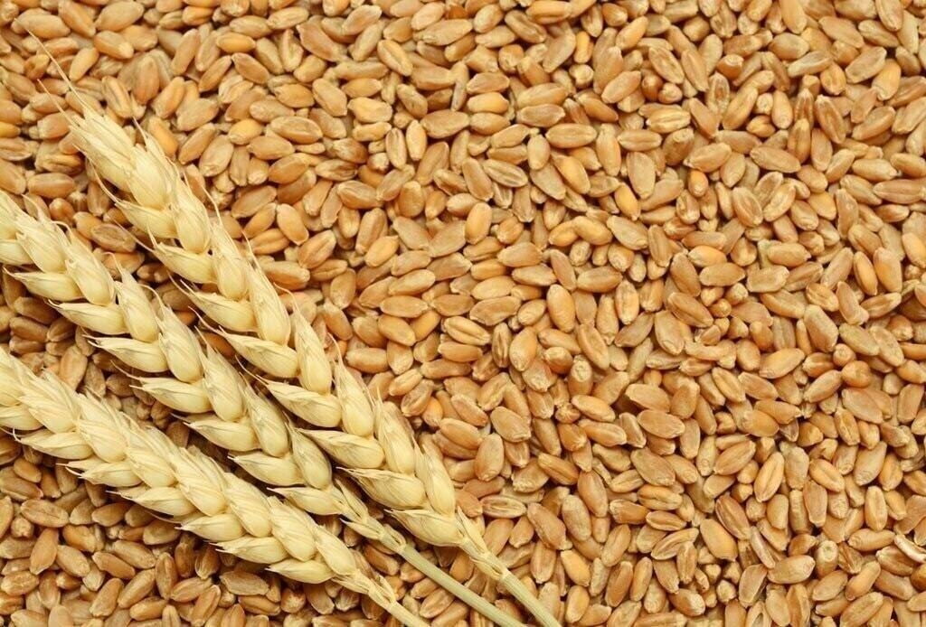 Iran produces 363,000 tons of certified wheat seed